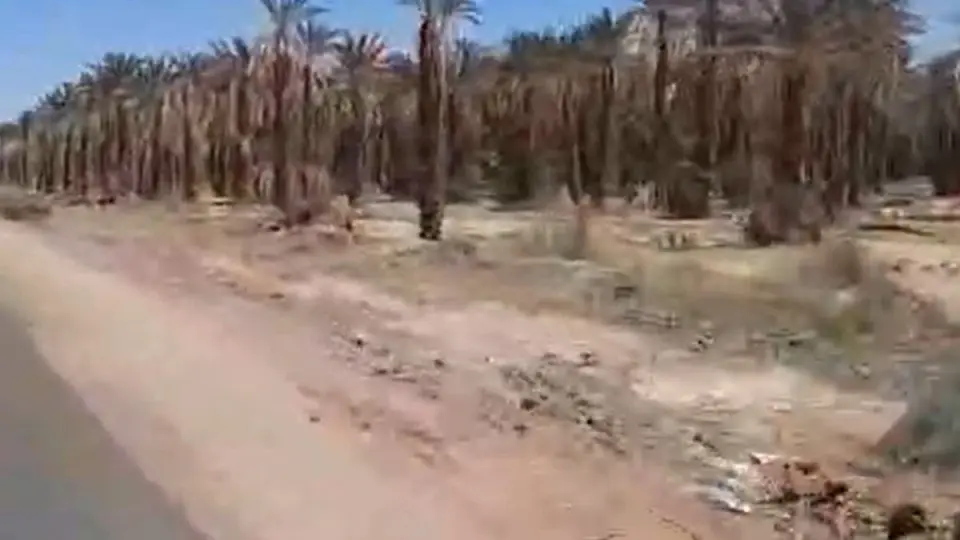 مزارعو السودان يدقون ناقوس الخطر... بالفيديو كارثة صامتة تهدد النخيل