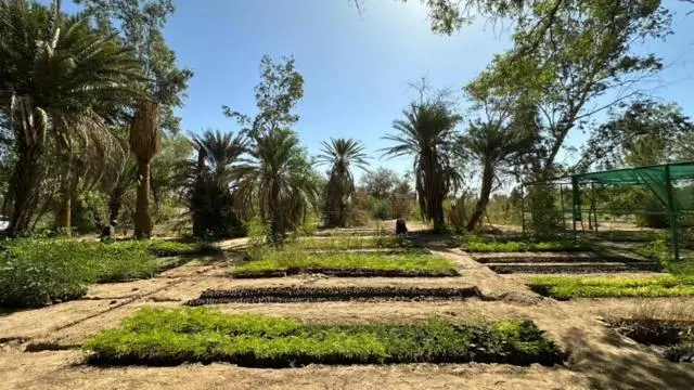 أشجار خضراء وزرع ونخيل في قرية العالماب