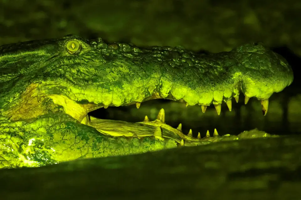 هجمات التماسيح في السودان.. هل يرتبط الأمر بسد النهضة؟
