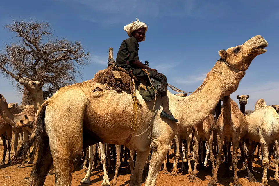 الحرب تُضيّق الخناق على بدو السودان.. "حدّنا الأبيض" ومليون نازح