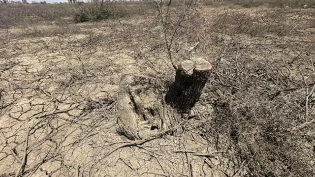 جذع شجرة مقطوعة في إحدى الغابات