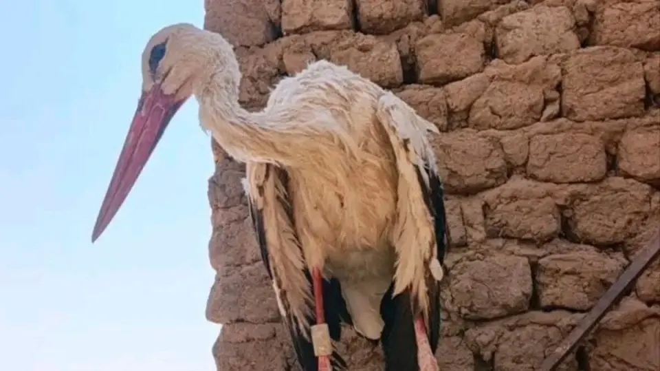 طيور مهاجرة أثارت الشكوك في السودان.. "اتهامات بالتجسس"