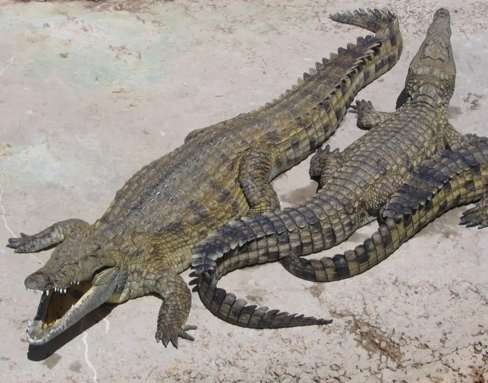 crocodiles, taken at the Le Bonheur Crocodile Farm near Stellenbosch, South AfricaCC BY-SA 2.0